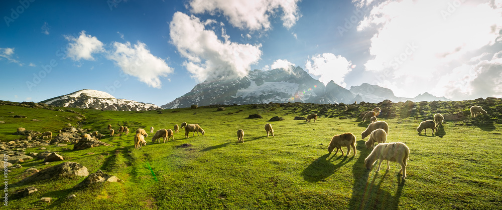 Sheep grazing grass on meadow with mountain view in Sonamarg, Jammu and Kashmir, India