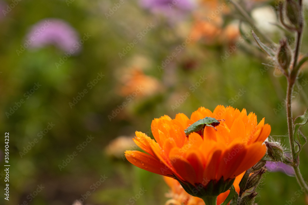 Bug on an orange flower