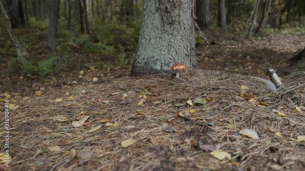 Two red mushrooms growing under a tree in an autumn forest