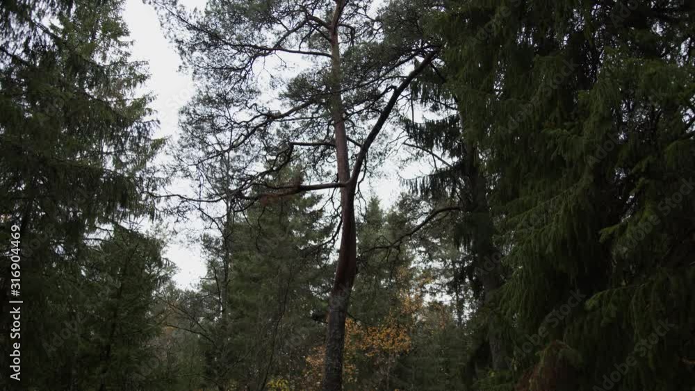 Tall tree in a deep forest Tall tree in a deep forest