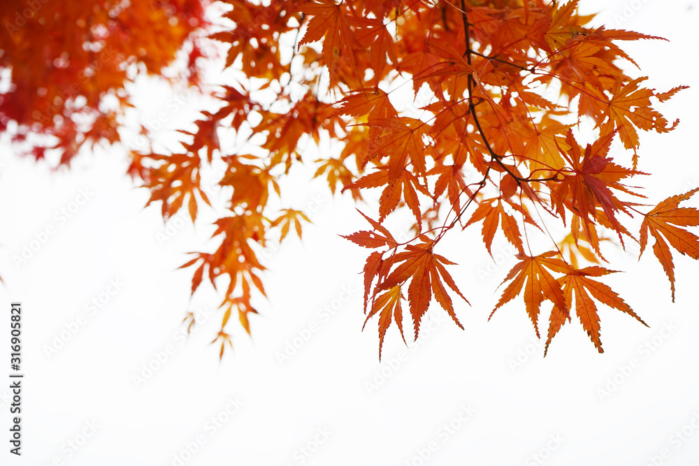Red leaf in autumn on white background Red leaf in autumn on white background