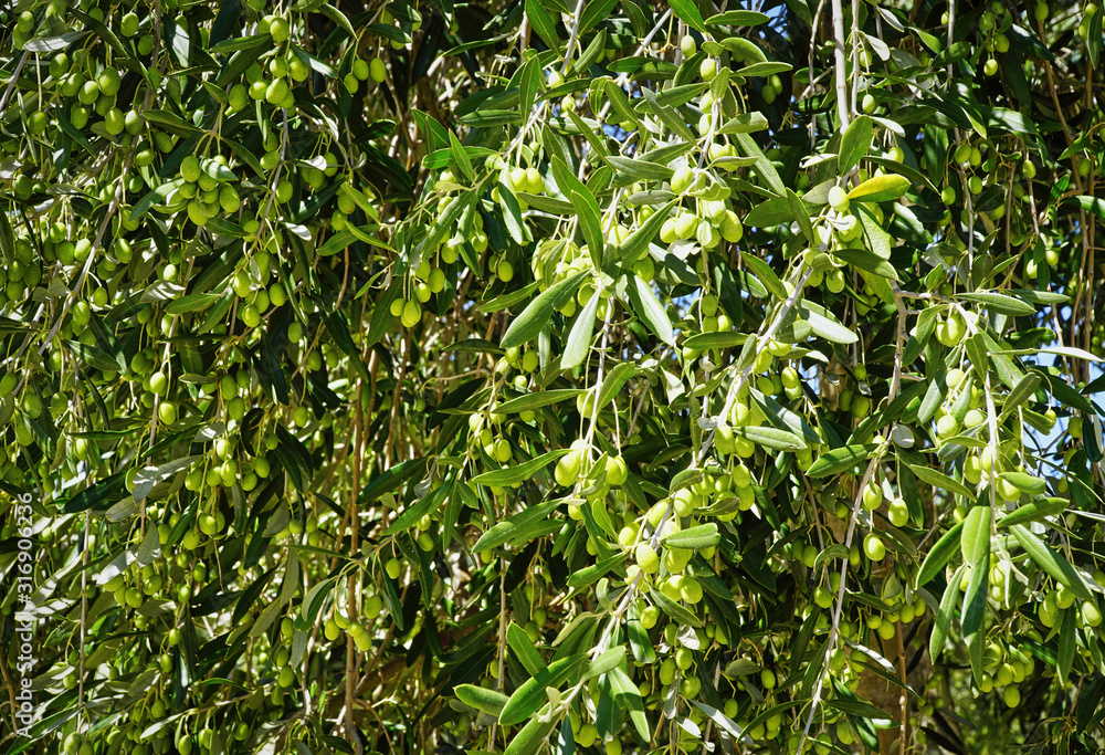 Olive tree with olives Olive tree with olives