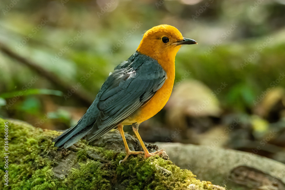 Orange-headed Thrush perching on big tree root covered with mos looking into a distance Orange-headed Thrush perching on big tree root covered with mos looking into a distance