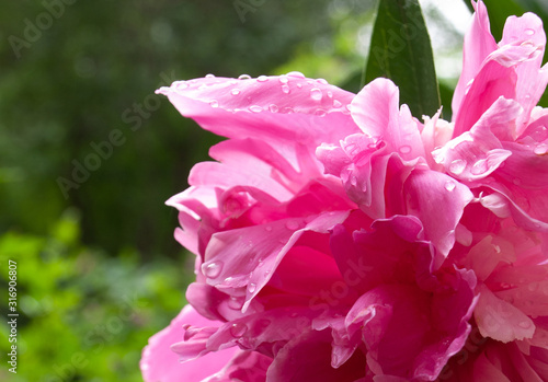 Close up photo of Pink Peony Flower. 