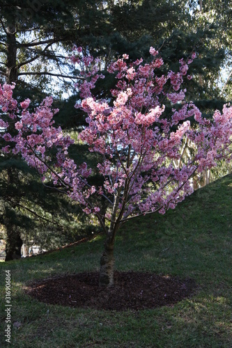 blooming cherry blossom tree in spring