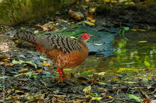 Female Siamese Fireback standing near small pond to drink water