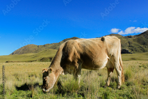 Vaca pastando