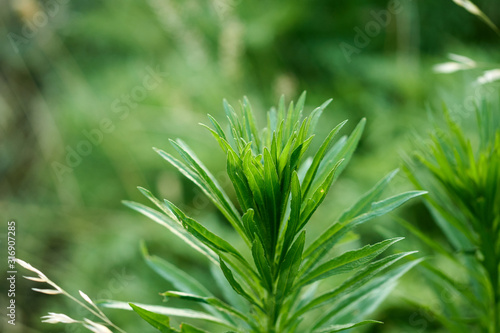 Crown of Erigeron canadensis plant also called horseweed, Texas horseweed, Canadian fleabane, coltstail, marestail and butterweed
