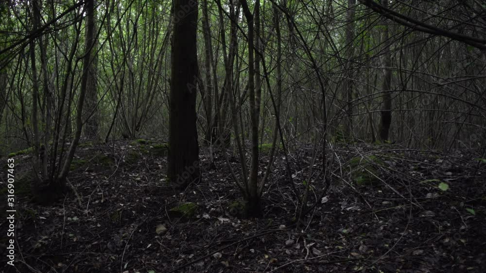 Floresta escura e densa, galhos Floresta escura e densa, galhos