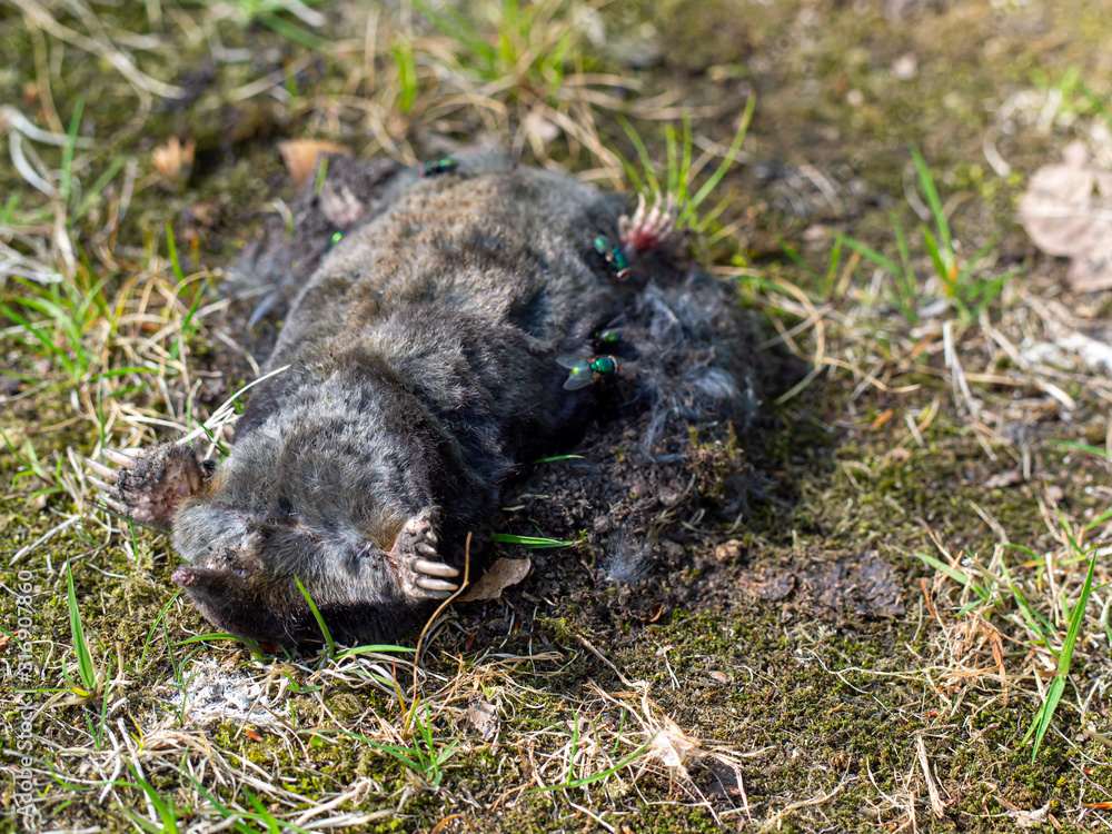 dead mole in the countryside during the day