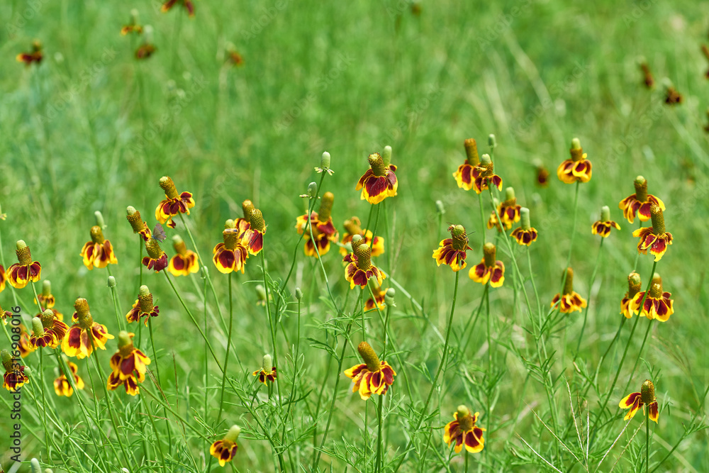Mexican Hat, Upright Prairie Coneflower, Thimbleflower, Red and Yellow Flowers in a Open Prairie