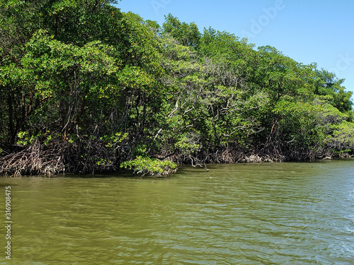 brazilian mangrove