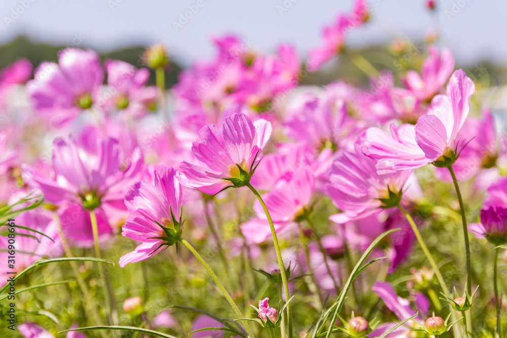 Close up Beautiful flower Cosmos Bipinnatus flower in the garden Close up Beautiful flower Cosmos Bipinnatus flower in the garden