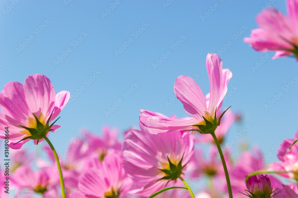 Beautiful flower Cosmos Bipinnatus flower in the garden with sky background Beautiful flower Cosmos Bipinnatus flower in the garden with sky background
