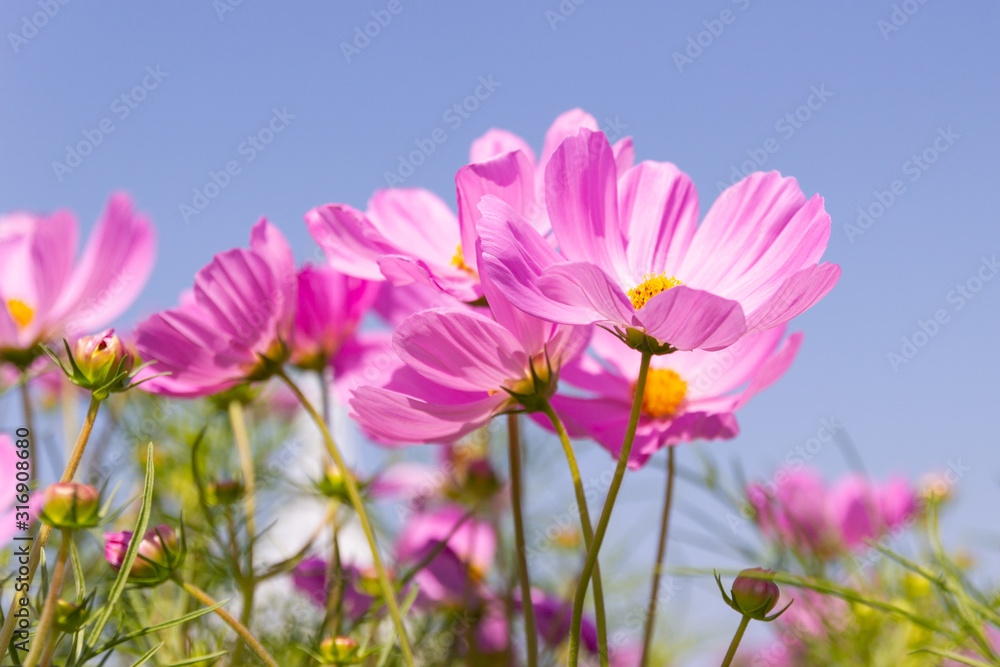 Beautiful flower Cosmos Bipinnatus flower in the garden with sky background Beautiful flower Cosmos Bipinnatus flower in the garden with sky background