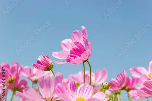 Beautiful flower Cosmos Bipinnatus flower in the garden with sky background