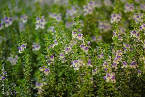 Small purple flowers in the garden