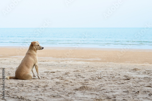 Lonely brown dog take a look at the sea