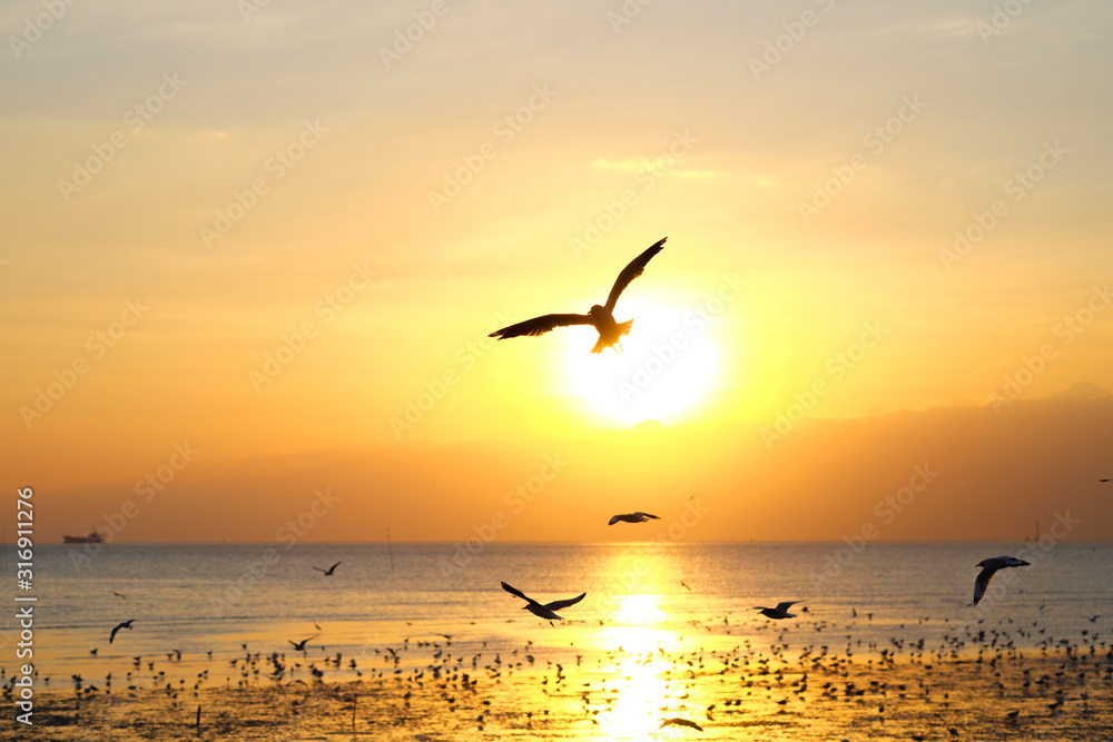 silhouette fly seagull with sunset