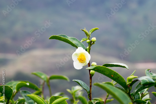 Fototapeta Naklejka Na Ścianę i Meble -  flower of green tea