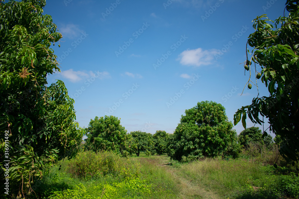 paisaje de mangos 