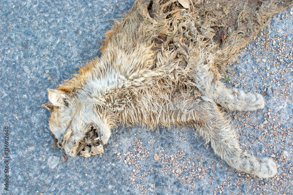 Cat carcass dead on the street