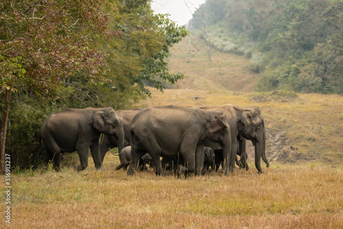herd of elephants