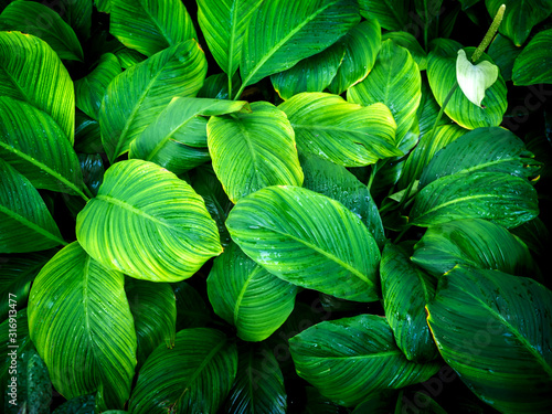 Green leaves are the background 005