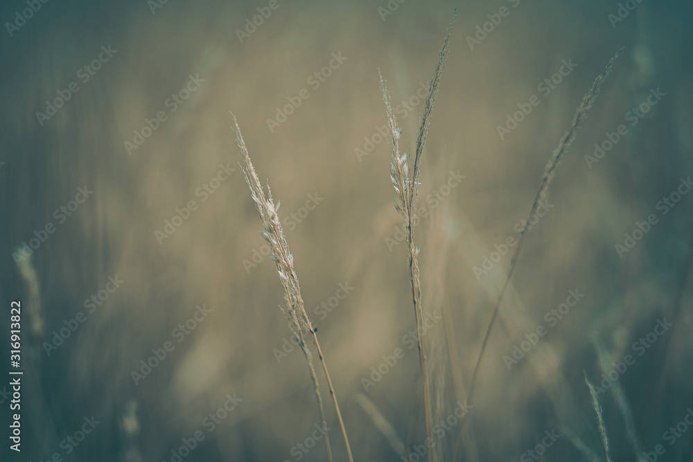 Pampas Grass Field in wellington, new zealand Pampas Grass Field in wellington, new zealand