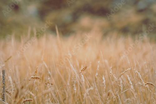 Pampas Grass Field in wellington, new zealand © joeycheung