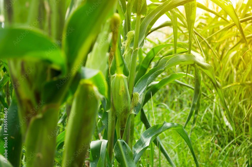 picture of corn cob in organic corn field. picture of corn cob in organic corn field.