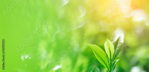 Fresh tea bud and leaves.Tea plantations.selective focus