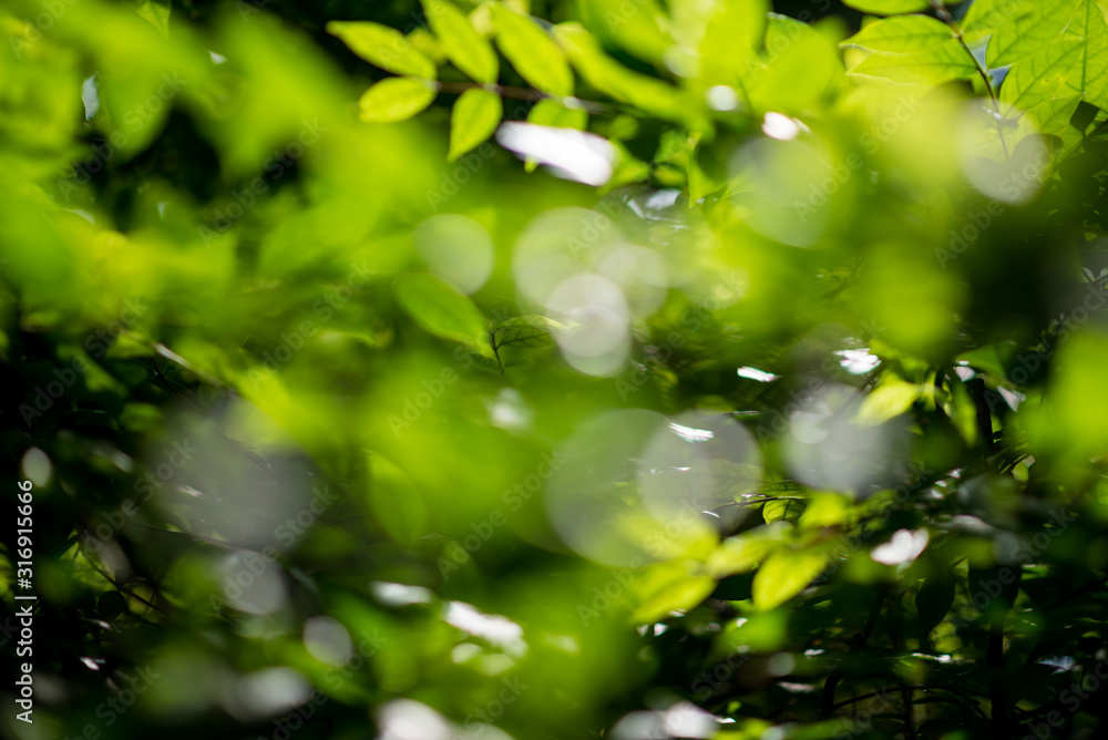 Abstract, nature Green leaf background and beautiful wallpaper. Abstract, nature Green leaf background and beautiful wallpaper.