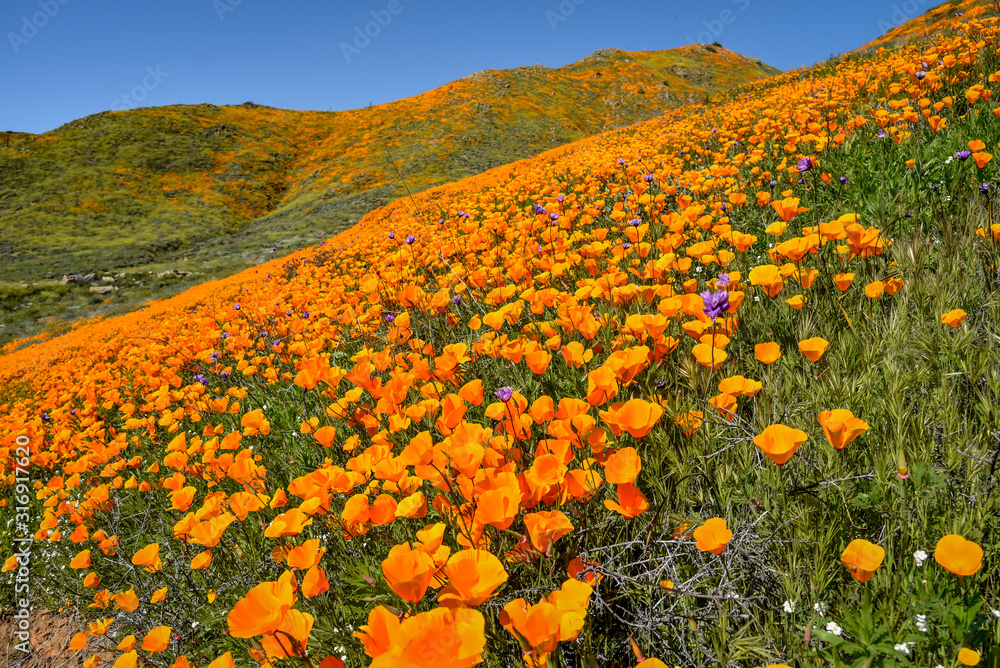 Fototapeta premium California Poppies
