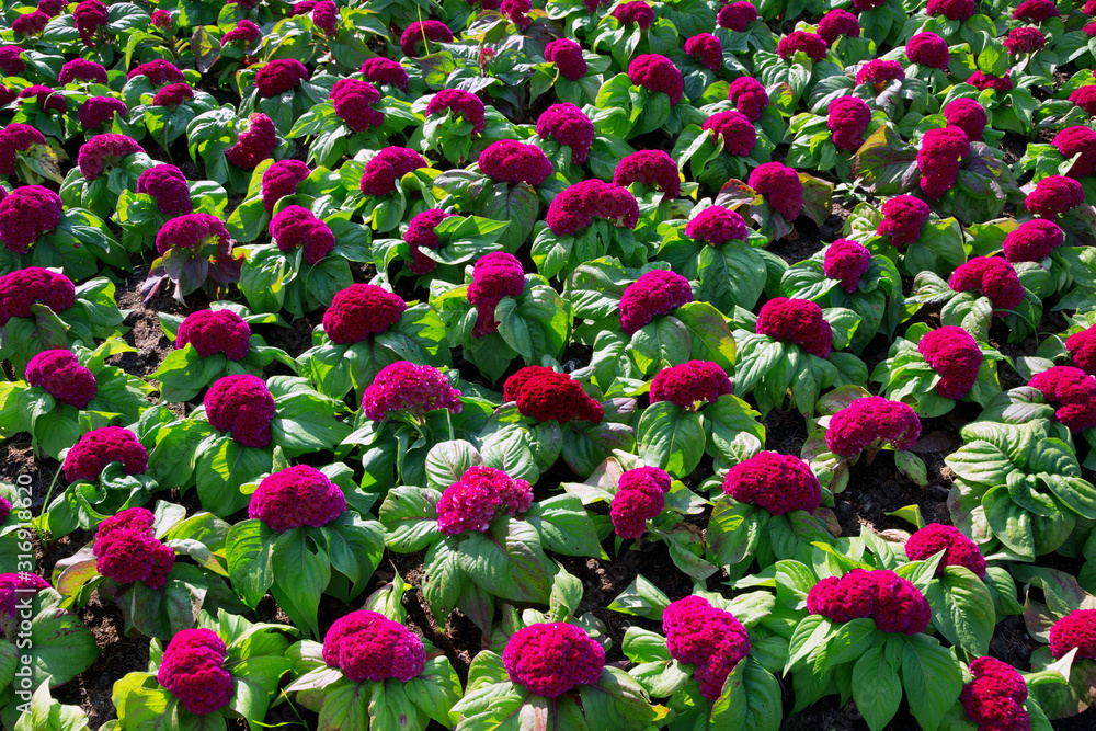 Colorful cockscomb flowers are blooming in the park.