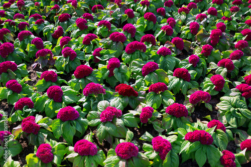 Colorful cockscomb flowers are blooming in the park.