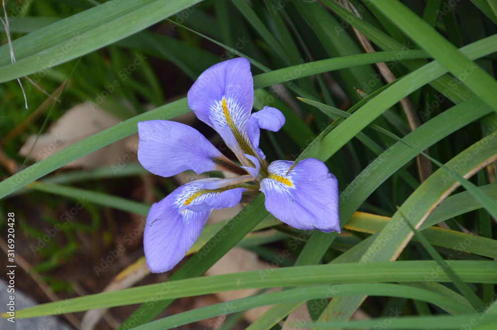 茎が殆どないため 細長い葉っぱの間から顔を出しているカンザキアヤメの花 Stock Photo Adobe Stock