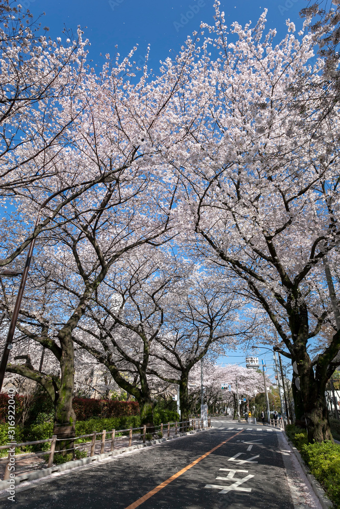 武蔵野市役所裏の桜並木