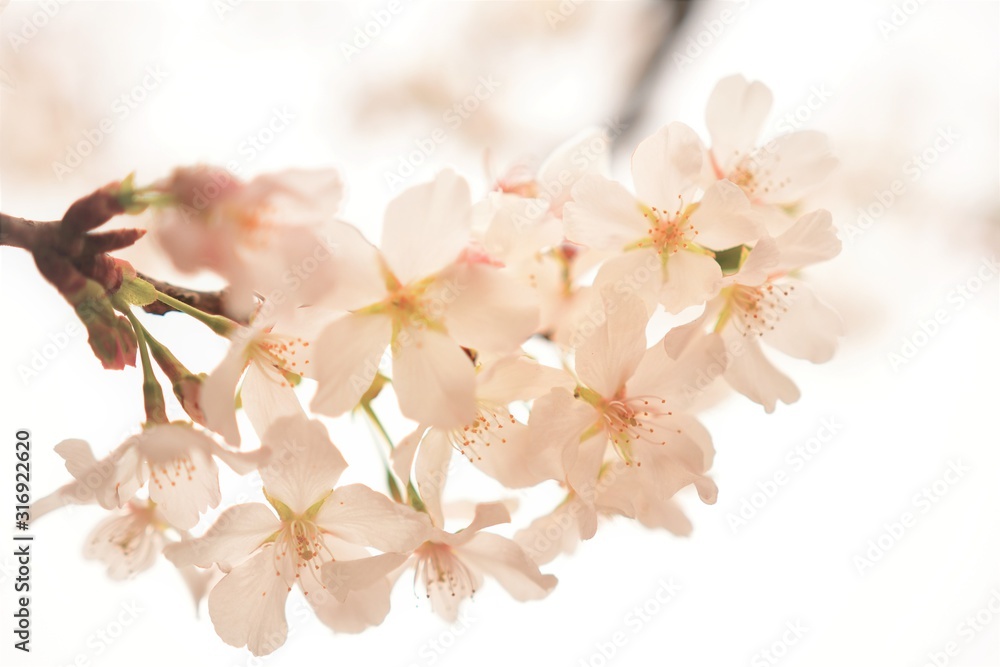 河津桜 河津桜