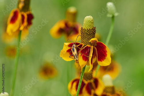 Close up macro of Texas soldier beetle (Chauliognathus scutellaris) sitting on a Mexican Hat, Upright Prairie Coneflower, Thimbleflower, Red and Yellow Flowers in a Open Prairie photo