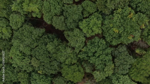 Topshot from drone flying above some green trees photo