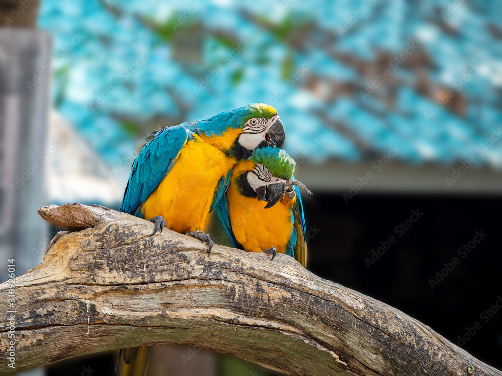 Close up Two Blue and Gold Macaw Perched on Branch Isolated on Blurry Background