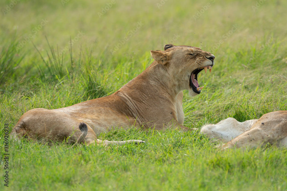 Lioness sitting and yawning in a lush green grass from marsh pride seen at Masai Mara, Kenya Lioness sitting and yawning in a lush green grass from marsh pride seen at Masai Mara, Kenya