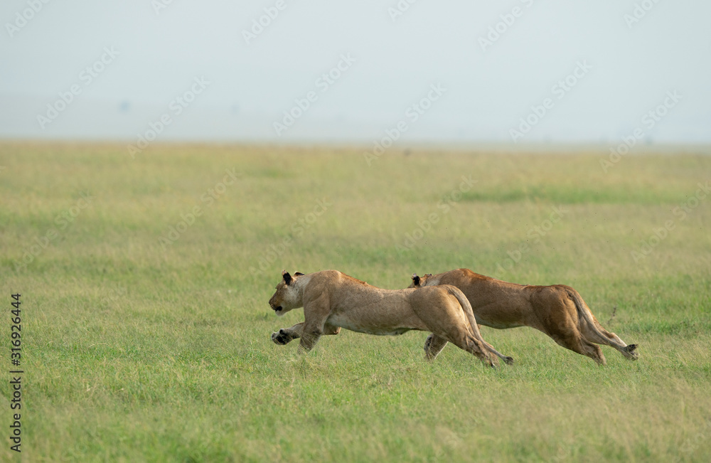 Two Lion Females chasing Topi seen at Masai Mara,Kenya, Africa