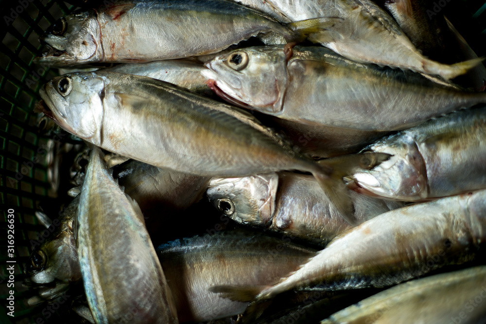 Obraz premium Fresh mackerel fish in market.Sea fish on market stalls