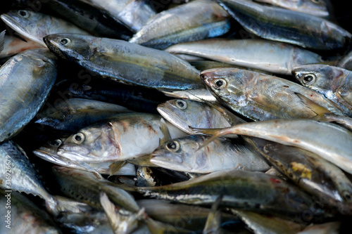 Fresh mackerel fish in market.Sea fish on market stalls