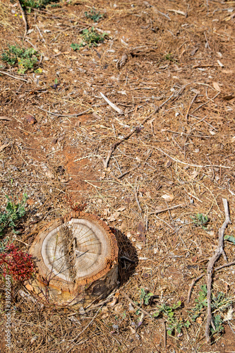 Australia Landscape Tree Bark Floor Ground