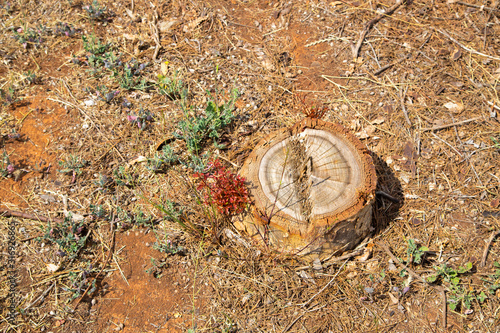 Australia Landscape Tree Bark Floor Ground