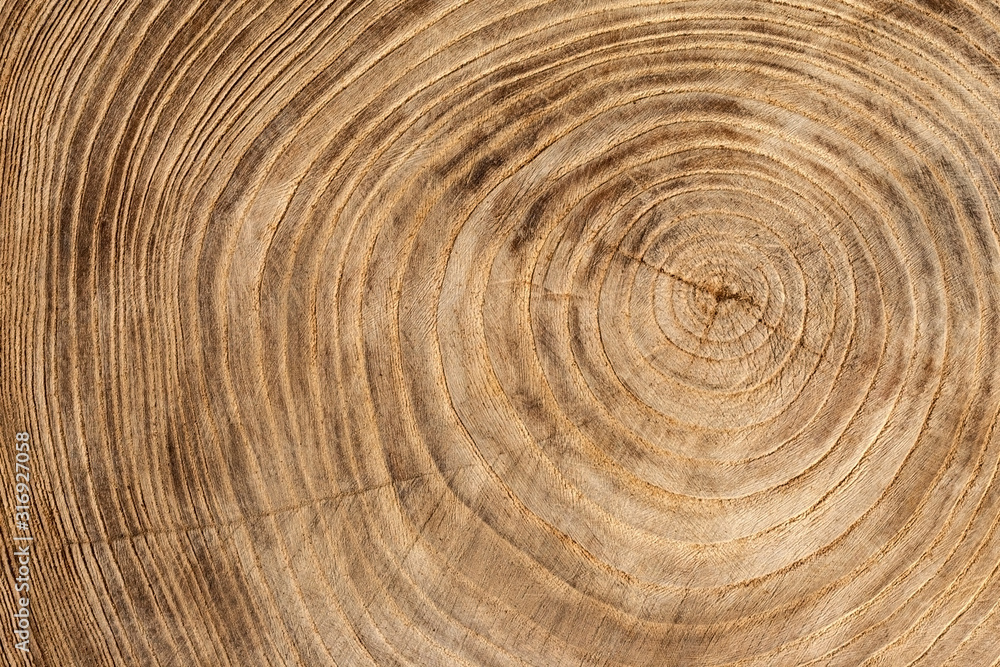 Wooden texture from cut tree trunk of maple tree, closeup. Cross section of a tree trunk. Top view - obrazy, fototapety, plakaty 