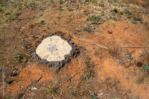 Australia Landscape Tree Bark Floor Ground